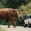 Discover the Wild Beauty of Yala National Park and the Charm of Sri Lanka’s Roadside Giants